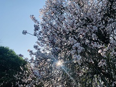 Spring sunshine